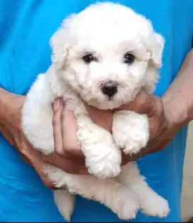 Bichon frise betina stambum vaksin