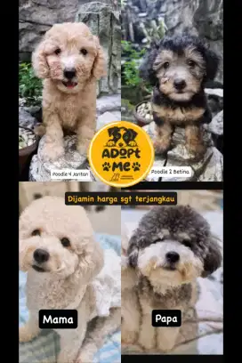 Poodle jantan betina