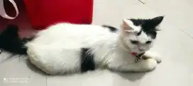 Persia big bone