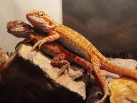 Bearded Dragon baby Up