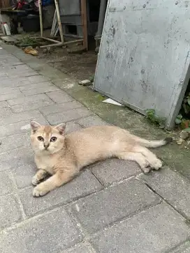 Bsh golden male