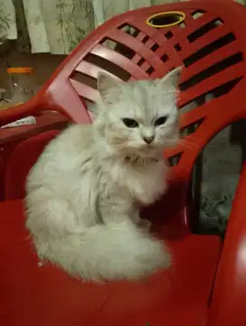 Kucing Persia ,pet cargo plus tilam
