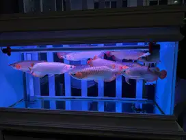 Ikan Arwana Super Red Ukuran 35cm Surabaya jual murah