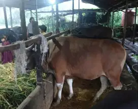 5 ekor sapi bali 275kiloan buat DKM panitia kurban mesjid yayasan puas