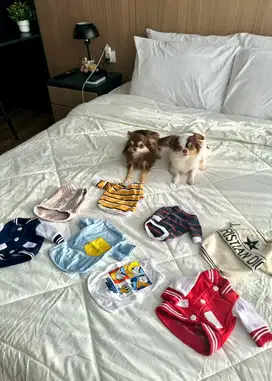 Anjing Chihuahua