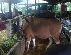 5 ekor sapi bali 275kiloan untuk panitia kurban DKM mesjid musholla ok