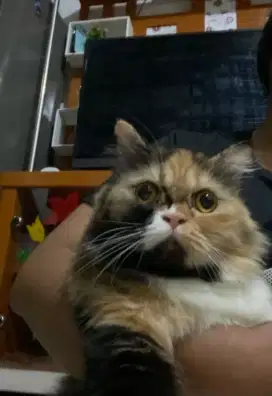 Kucing persia flatnose