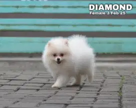 Mini pom betina  bulu tebal