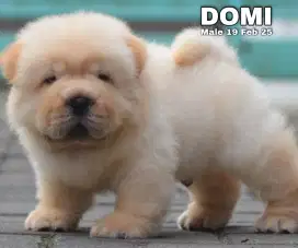 Chow chow jantan muka papak