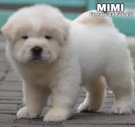 Chow chow betina badan gede