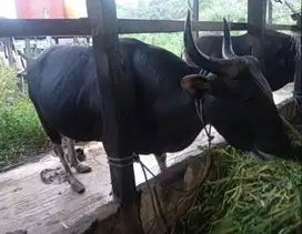 paketan 5 ekor sapi bali jantan 275kiloan untuk panitia kurban DKM top