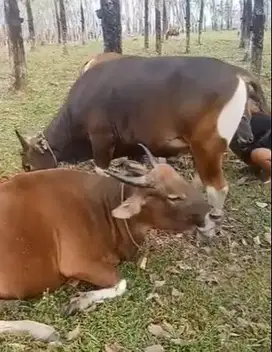 5 ekor sapi bali jantan 275kiloan untuk panitia kurban DKM mesjid puas