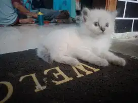 KITTEN USIA 3 BLN ( BETINA )