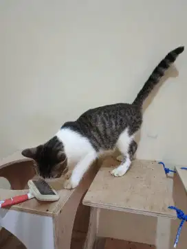 Kucing betina manja free