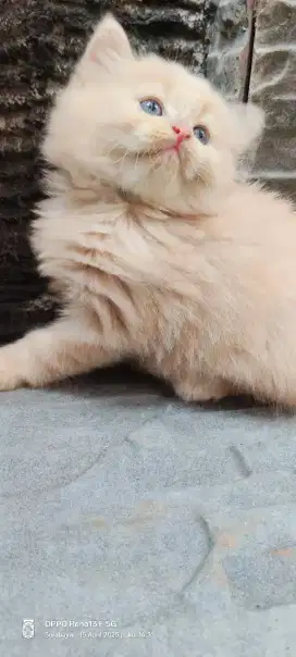 Kucing Persia flatnose peaknose kitten bulu kapas lebat super gimbul