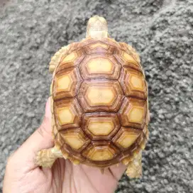 Sulcata thinline semi tiger dotless