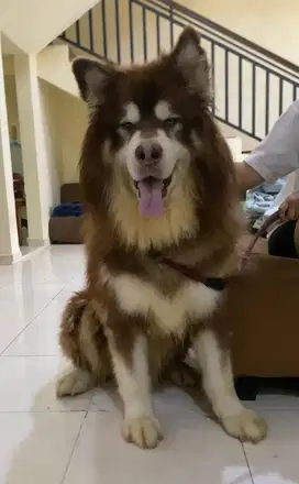 OPEN STUD PEJANTAN MALAMUTE RED