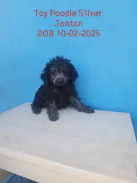 Toy Poodle Silver Jantan