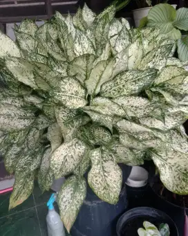 Aglaonema Snow White Rimbun