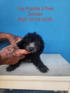 Toy Poodle Silver Jantan