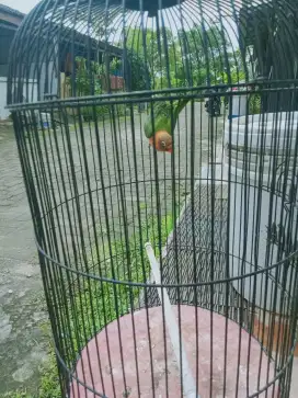 Jual burung Lovebird