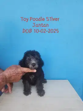 Toy Poodle Silver Jantan