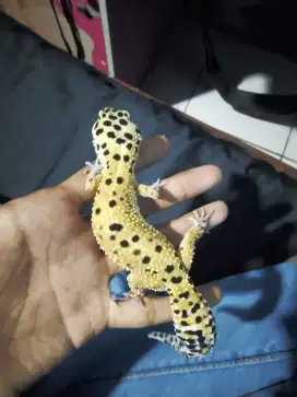 Leopard gecko betina umur 8 bulanan