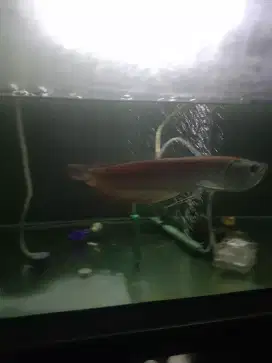Ikan hias arwana