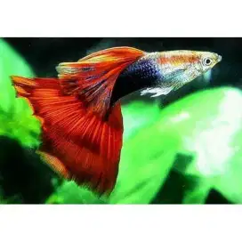Ikan Guppy Redtail