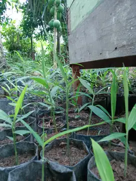Bibit jahe merah