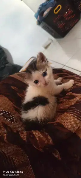 Kitten ragdoll 2 buln jntan