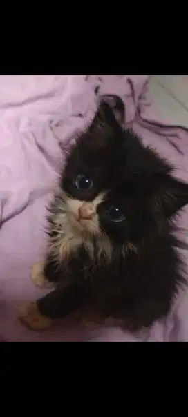 kitten ragdoll Longhair 2 buln jntan