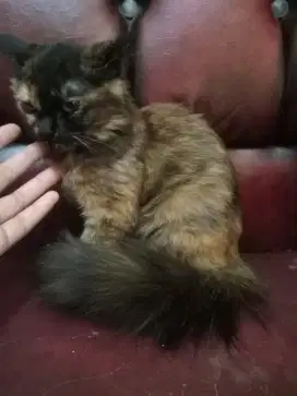 Lepas adopsi anak anggora usia 6 bulan