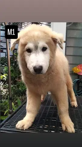 Siberian Husky 3,5 bulan
