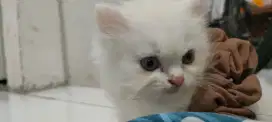 Kucing Persia putih jantan ,umur 3 bulan
