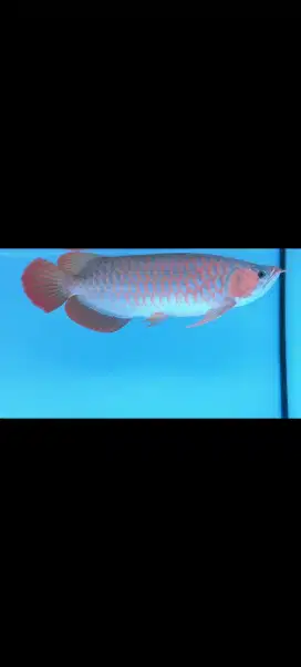 arwana super red