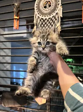 Scottish Fold jantan