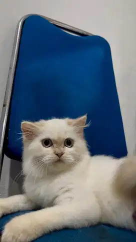 Himalaya red point
