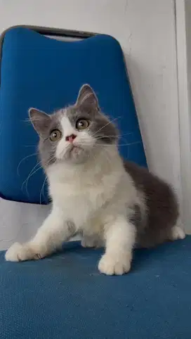 Kucing Himalaya abu