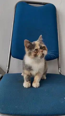 Eksotis shorthair