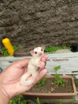 Sugar glider Creamino jinakk