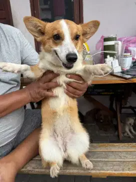 Corgi Betina 10 bulan