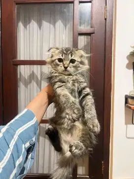 Scottish Fold Jantan