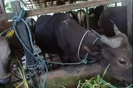 promo 5 ekor sapi bali 275kiloan siap kurban 2025 buat DKM mesjid puas