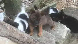 Dijual anak anjing