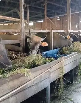 paketan 5 ekor sapi bali 275kiloan siap kurban 2025 buat panitia DKM
