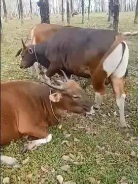 paketan 5 ekor sapi bali 275kiloan siap kurban 2025 buat panitia DKM
