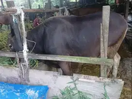 paketan 5 ekor sapi bali 275kiloan siap kurban 2025 buat DKM panitia