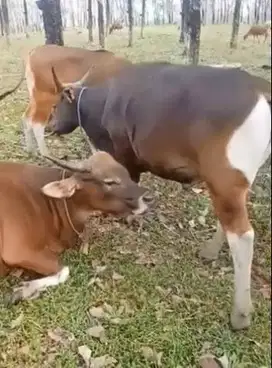 5 ekor sapi bali 275kiloan siap kurban 2025 buat DKM panitia mesjid ok