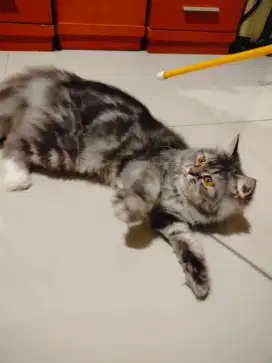 Kucing Scottish straight - Marble
